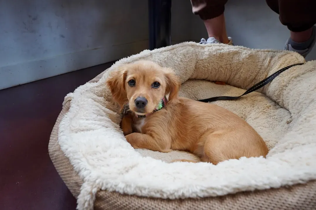 #11 - Refusing to Use Their Old Bed or Favorite Spots (Image Credits: Unsplash)