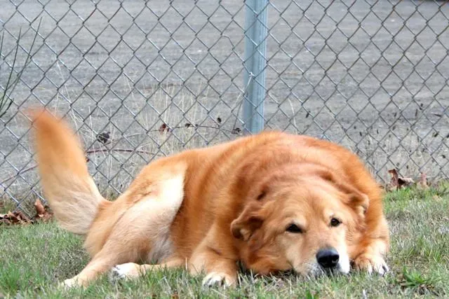 #11: Destructive Behavior or Sudden Regression (kittyireland, Flickr, CC BY 2.0)