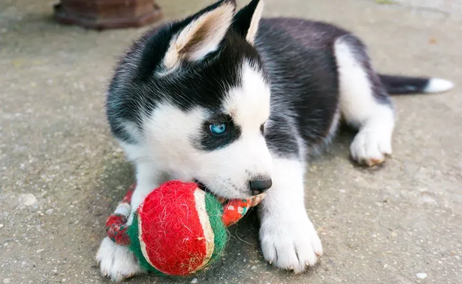 #8 - The "Everything Is a Toy" Mentality (Image Credits: Pexels)