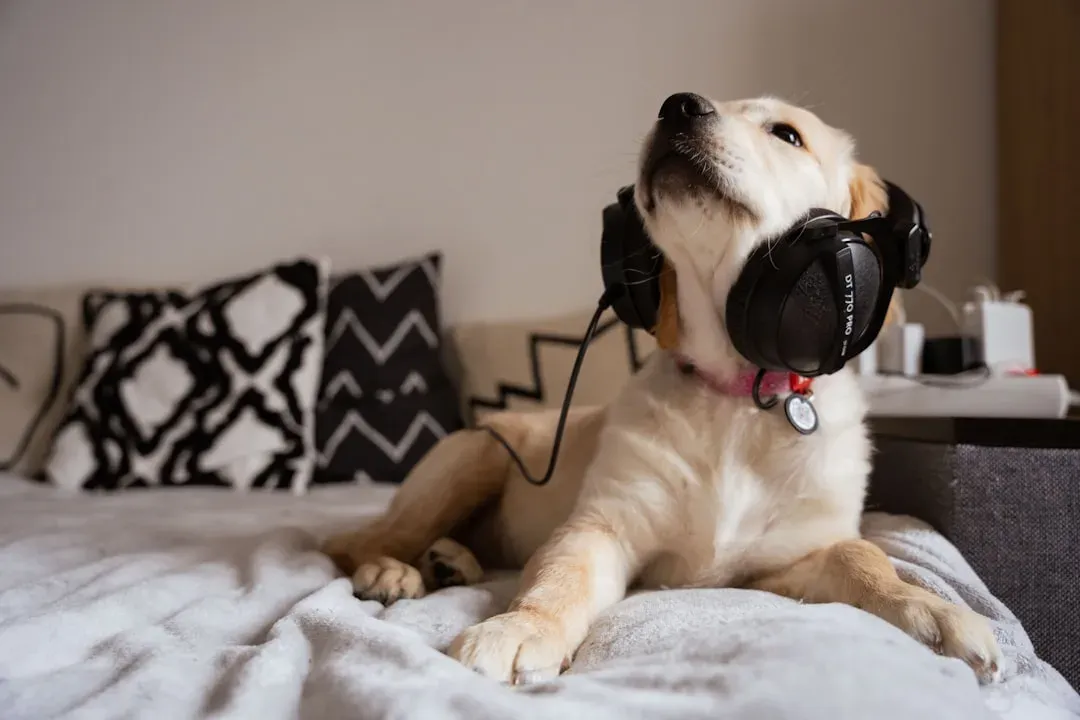 Dogs Hear More Than Just Words: How Their Brains Process Human Speech (Image Credits: Unsplash)
