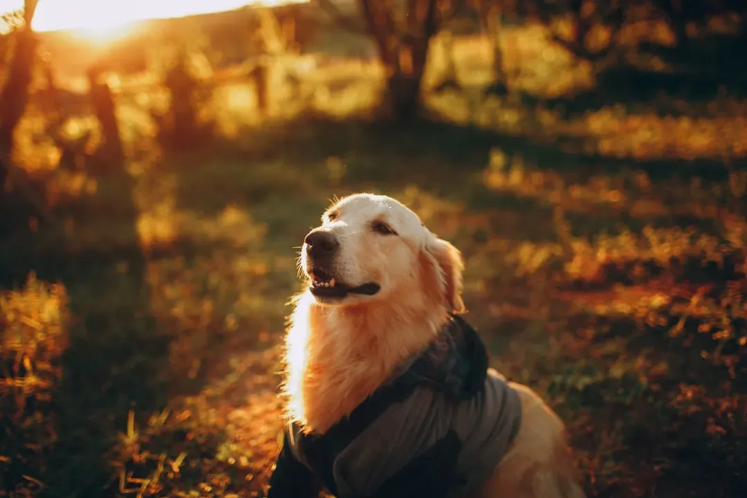 1. A Dog's Morning Routine Makes Every Day Feel Meaningful (Image Credits: Unsplash)