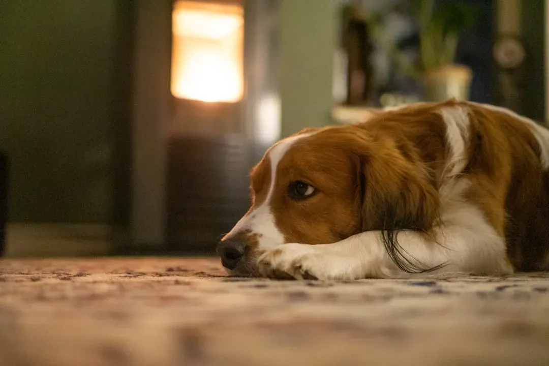 Overheating from Indoor Heating and Overdressing (Image Credits: Unsplash)