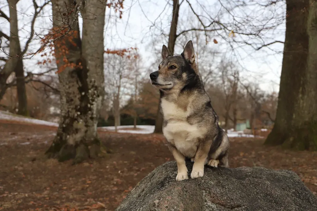 #8 - The "Viking" Swedish Vallhund Story That's Mostly Vibes (Image Credits: Unsplash)