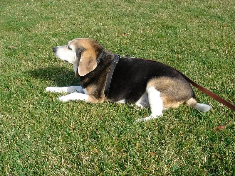 Conclusion: Your Dog's Night Is a Mirror of Their Day (Image Credits: Flickr)