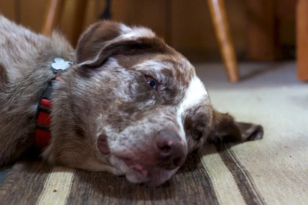 Bridging Sight to Sleep Visions (cogdogblog, Flickr, CC BY 2.0)