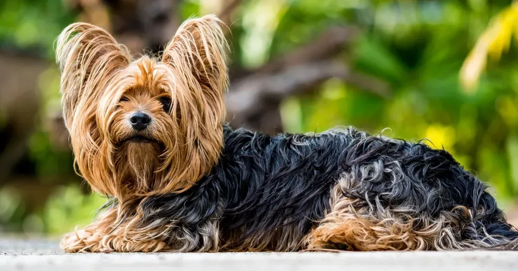8. Yorkshire Terrier: The Small Dog With a Big Personality (Image Credits: Rawpixel)