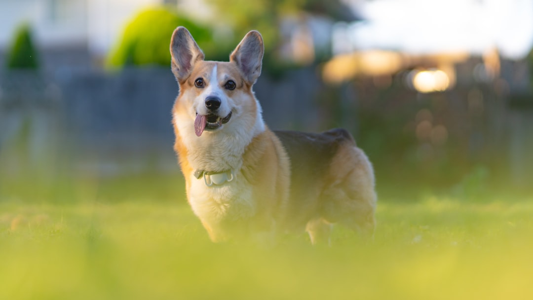 Pembroke Welsh Corgis: Royal Exercise Partners (Image Credits: Unsplash)