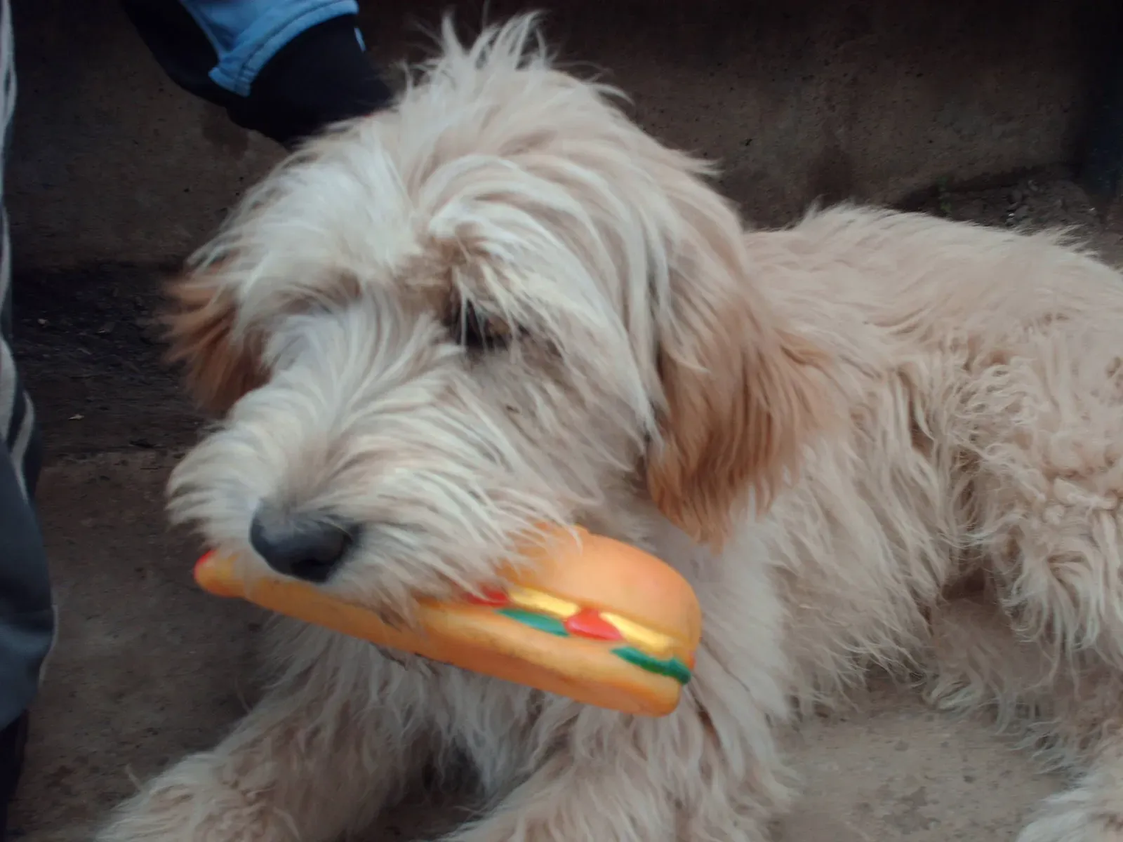 The Squeaky Toy Enthusiast: Your Little Hunter at Heart (Image Credits: Wikimedia)