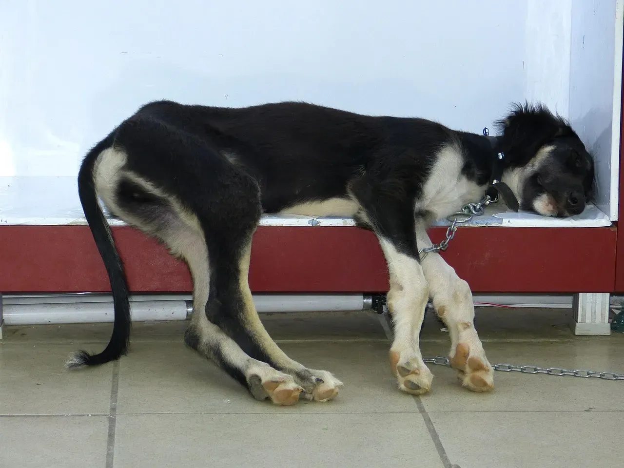 3. They've Become Unusually Quiet and Withdrawn (Image Credits: Pixabay)