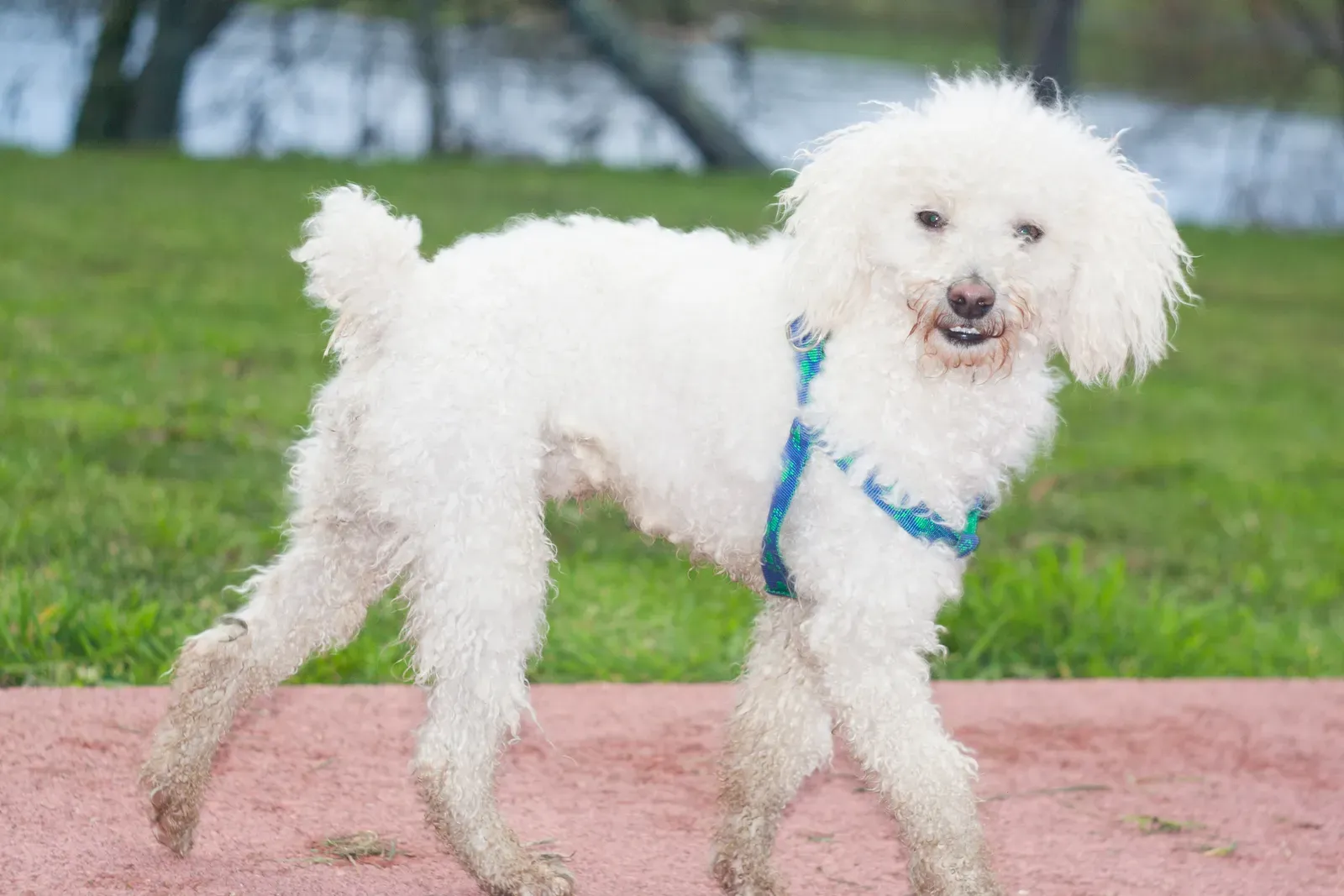 11 – Toy Poodle (By Harpagornis, CC BY-SA 4.0)