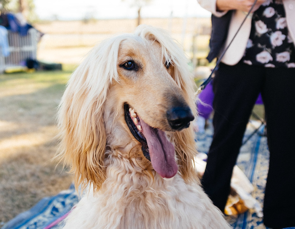 Afghan Hound: The Supermodel Who Won't Take Direction (Image Credits: Flickr)