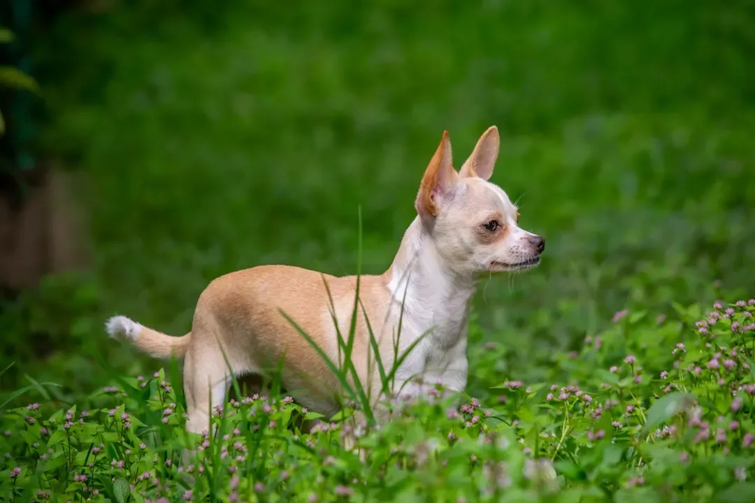 6. Chihuahua: The Mighty Minimalist (Image Credits: Unsplash)