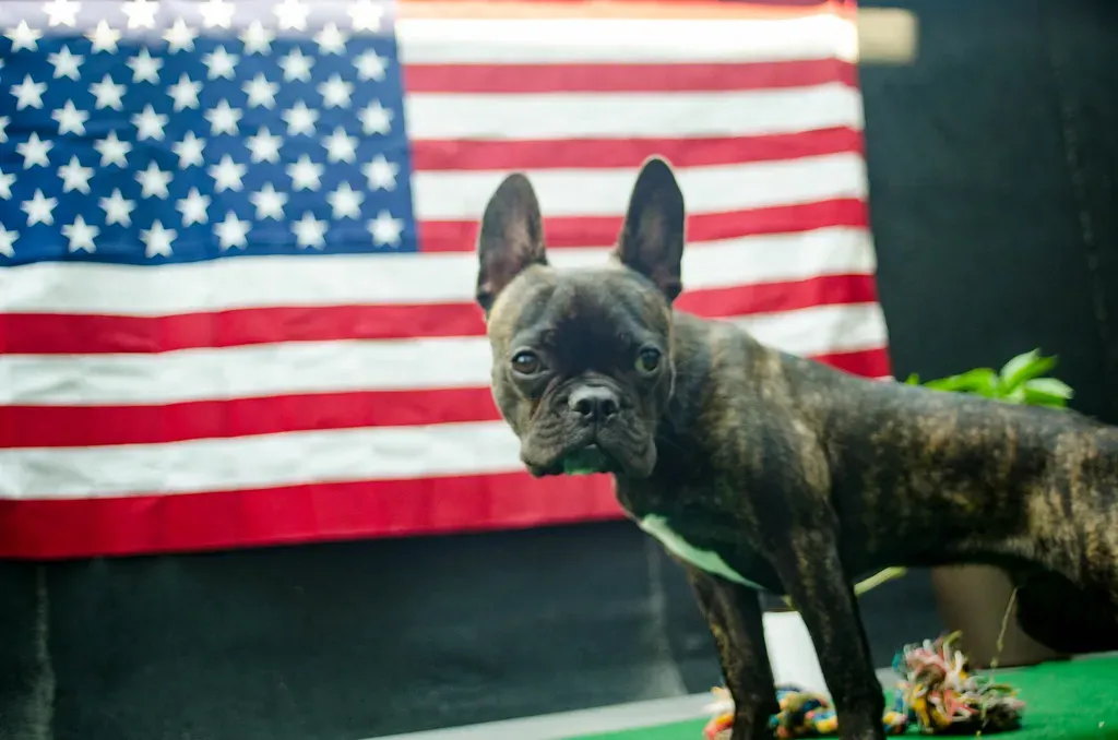 1. French Bulldog: The Undisputed King of NYC (theduckmanz, Flickr, CC BY-SA 2.0)