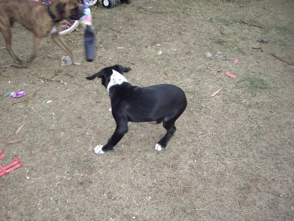 When Spinning Becomes a Health Signal You Shouldn't Ignore (Gramody, Flickr, CC BY-SA 2.0)