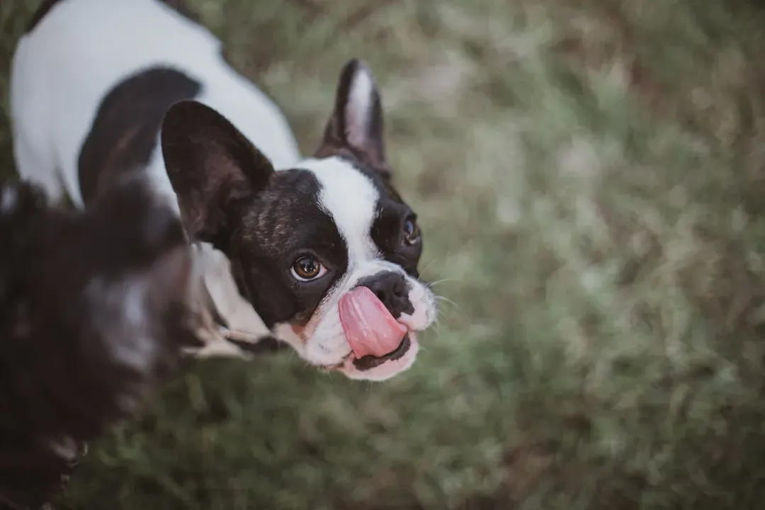 5. Lip Licking When There's No Food in Sight (Image Credits: Unsplash)