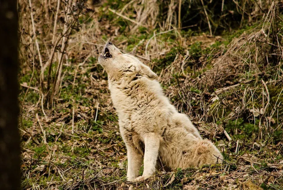 #7: Howls Are Tied to Hunting Rhythms (Image Credits: Pexels)