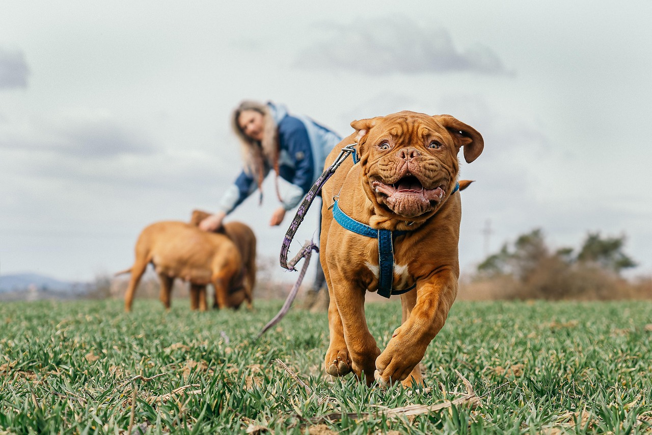 Exercise and Mental Stimulation Requirements (Image Credits: Pixabay)