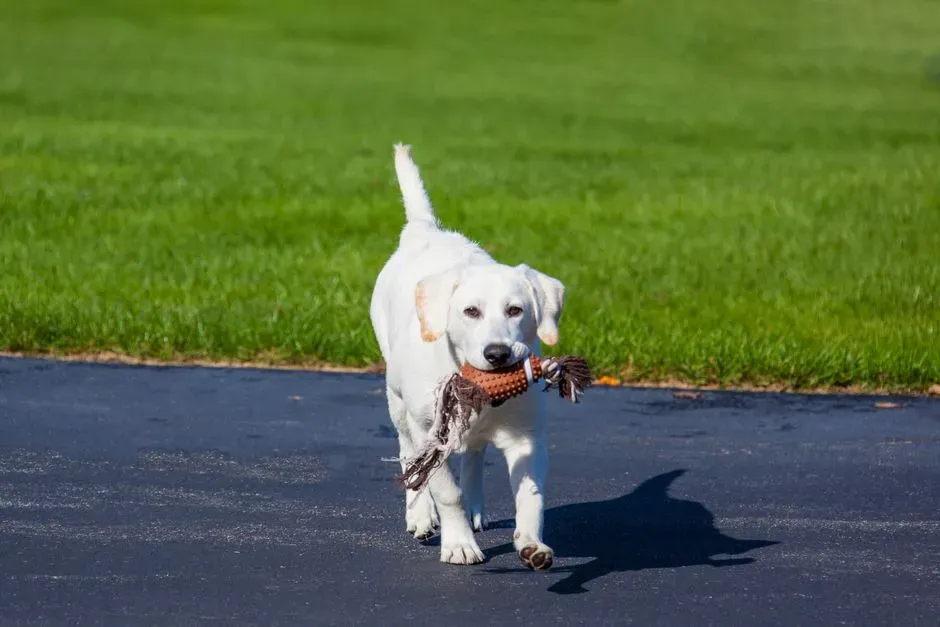 7. Simple Joy: It Just Feels Good To Carry Stuff (Image Credits: Pexels)