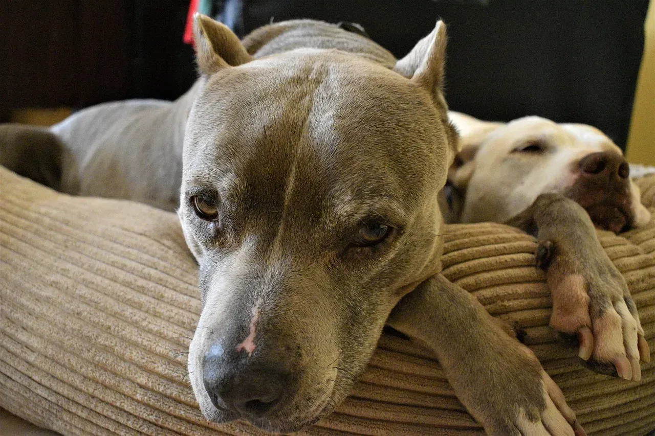 Pit Bull Terriers: Misunderstood But Powerful (Image Credits: Pixabay)