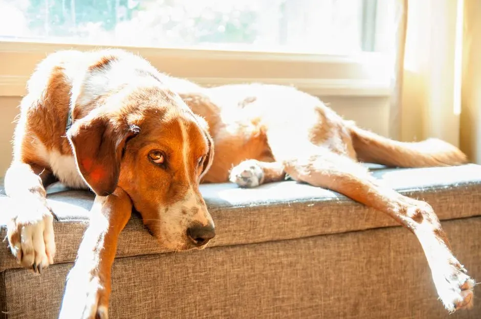 Cortisol 101: What This Hormone Actually Does to Dogs (and to Us) (Image Credits: Pexels)
