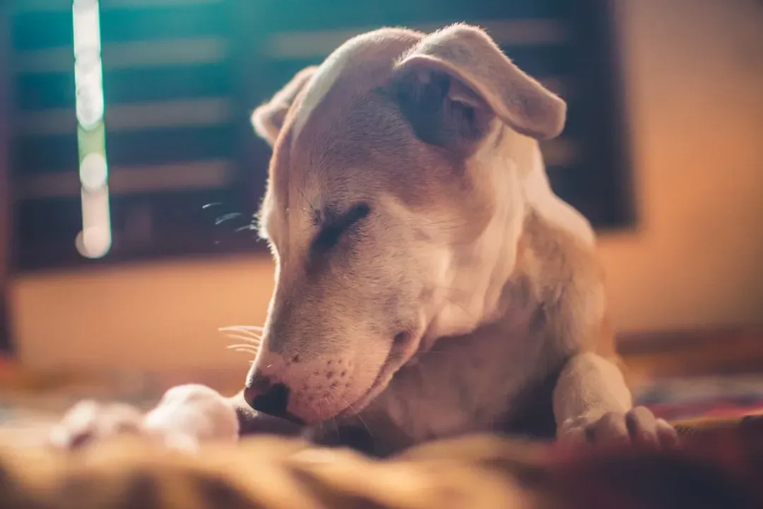 They Lose Interest in Food and Water (Image Credits: Unsplash)