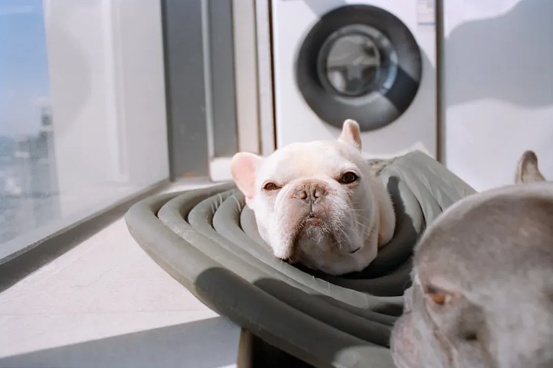 Washing Machines and Dryers (Image Credits: Unsplash)