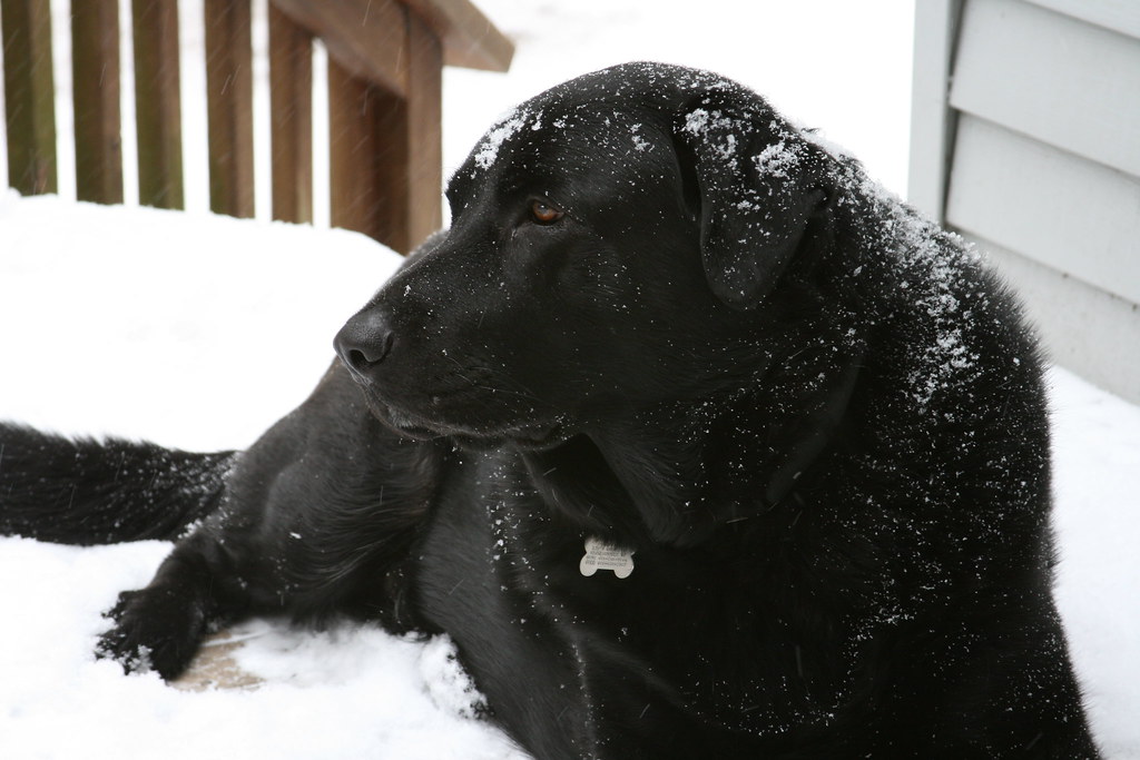Newfoundlands - Water-Loving Winter Warriors (Image Credits: Flickr)