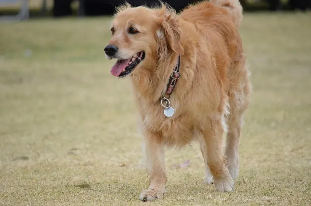 Golden Retriever (Image Credits: Flickr)