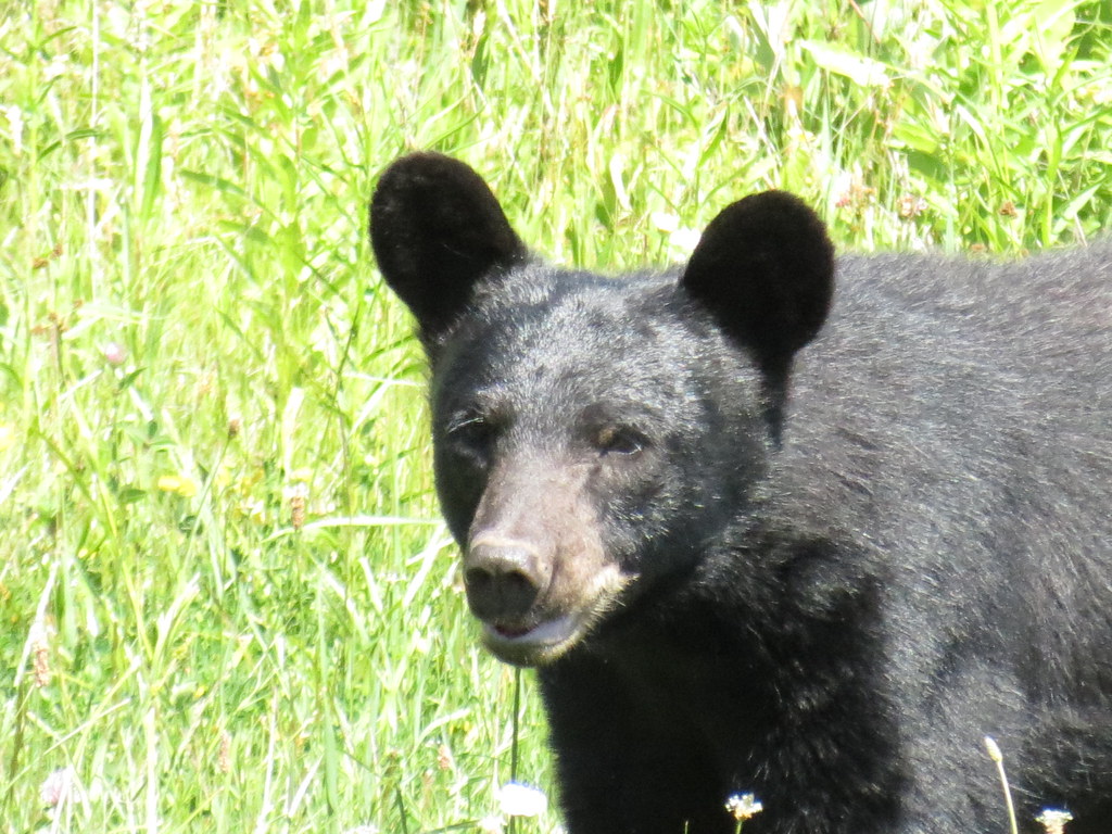 American Black Bears: Gentle Giants with Deadly Potential (Image Credits: Flickr)