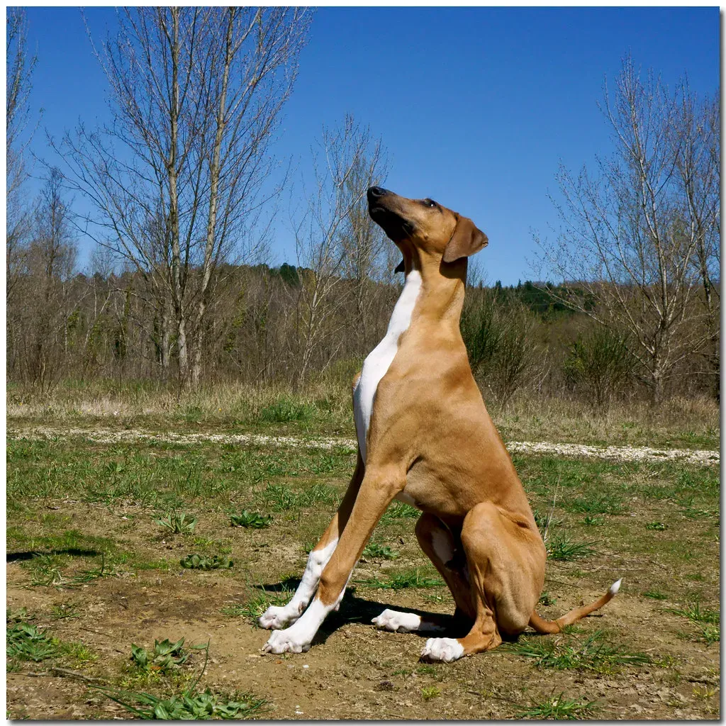 Azawakh (Franco Vannini, Flickr, CC BY 2.0)