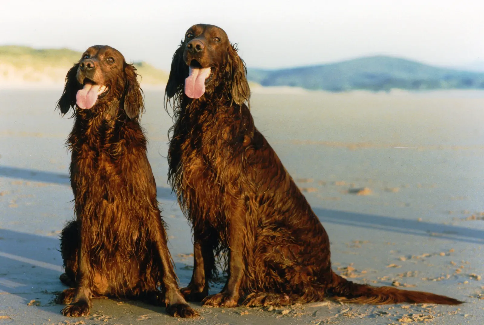 11. Irish Setters (Image Credits: Wikimedia)