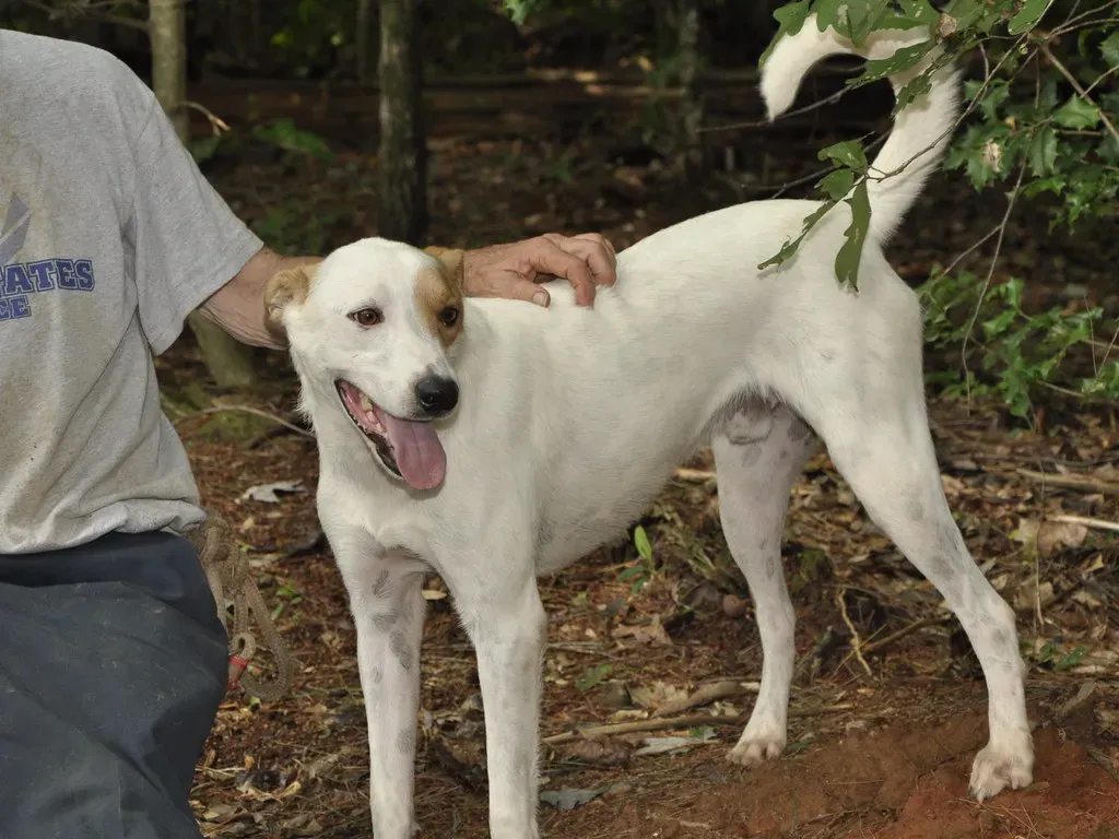 10. Mixed-Breed and Rescue Dogs: The True New Yorkers (Todd Money, Flickr, CC BY 2.0)
