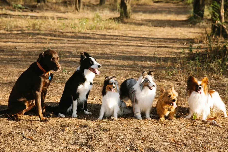 Why Insurers Target Breeds Instead of Behaviors (Image Credits: Pexels)
