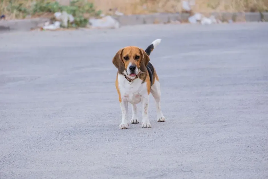 #3 - Howling Replaces Normal Barking, and It Carries for Blocks (Image Credits: Pexels)