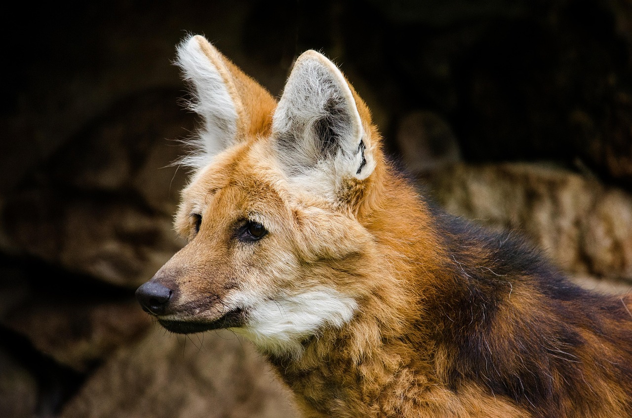 Leo (July 23 – August 22): The Maned Wolf (Image Credits: Pixabay)