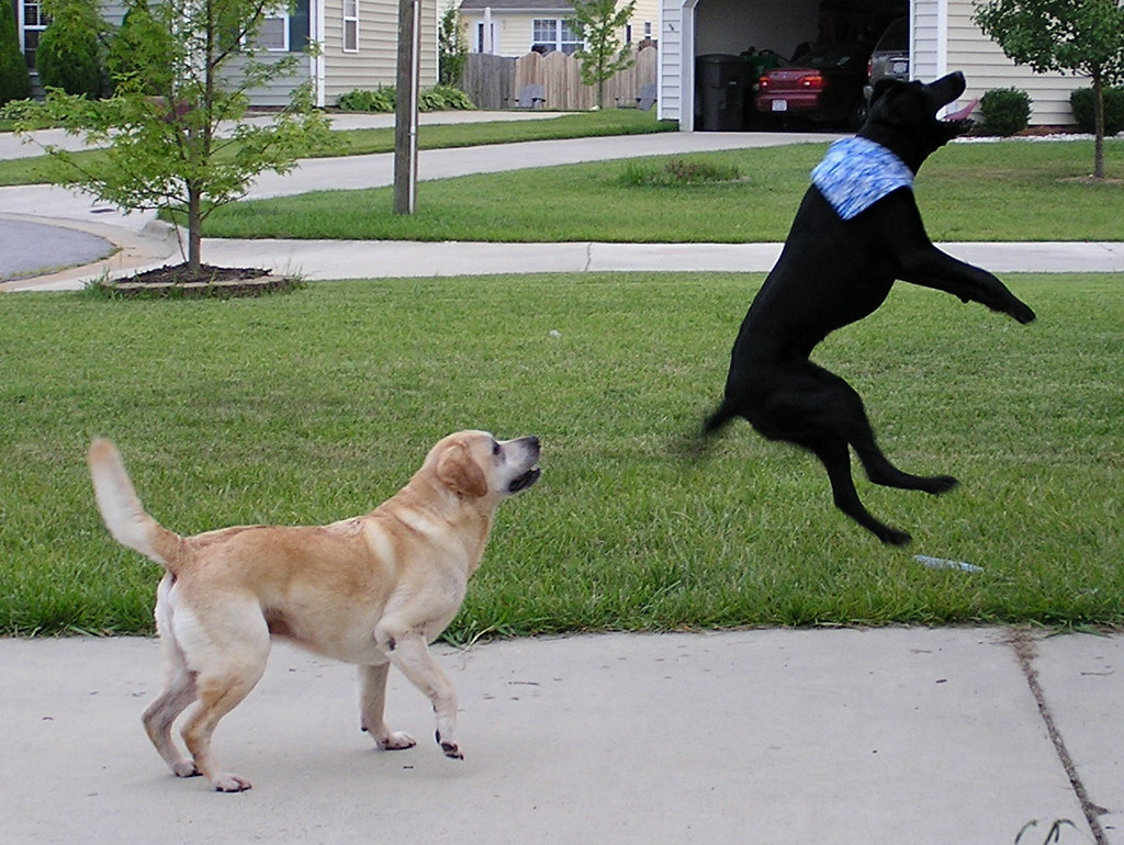 The Happy Dance: Recognizing Joy in Your Canine Companion (Image Credits: Flickr)