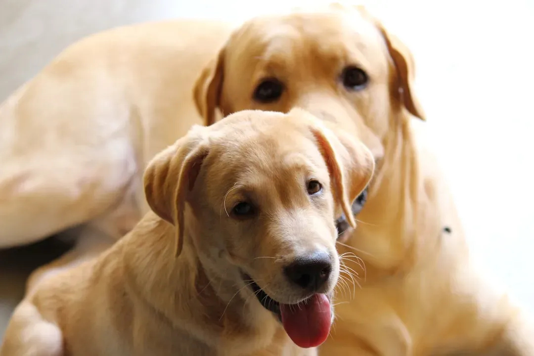 Labrador Retriever – The Big Teddy Bear Bedmate (Image Credits: Unsplash)