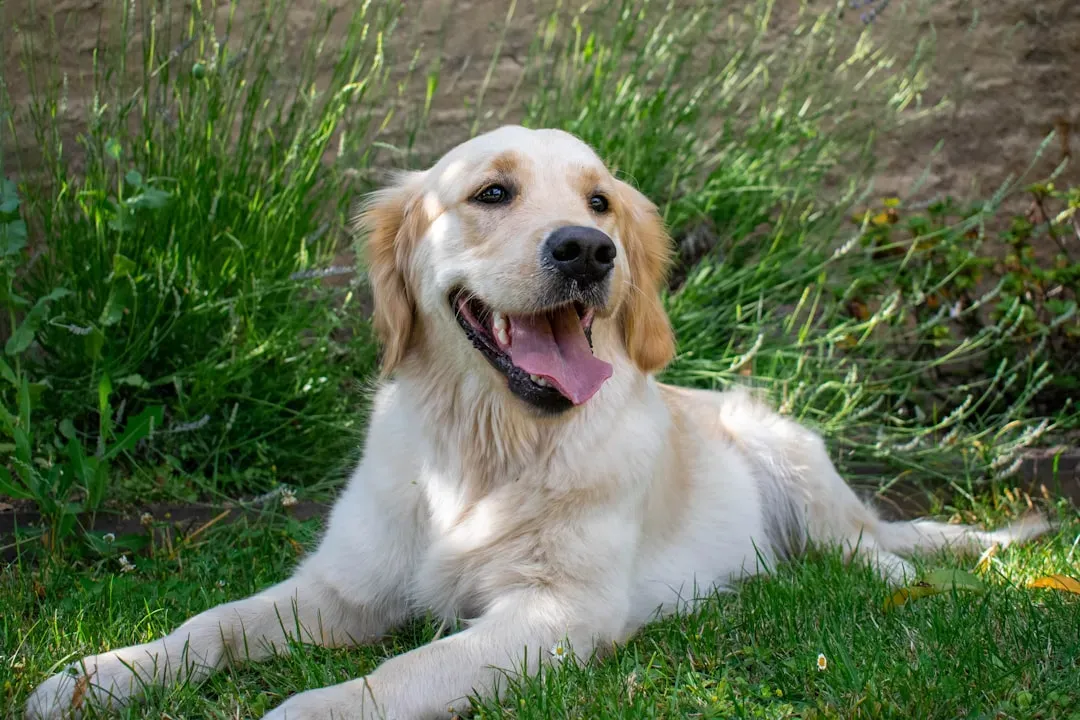 Golden Retriever: The Sunshine Dog With a Side of Cling (Image Credits: Unsplash)