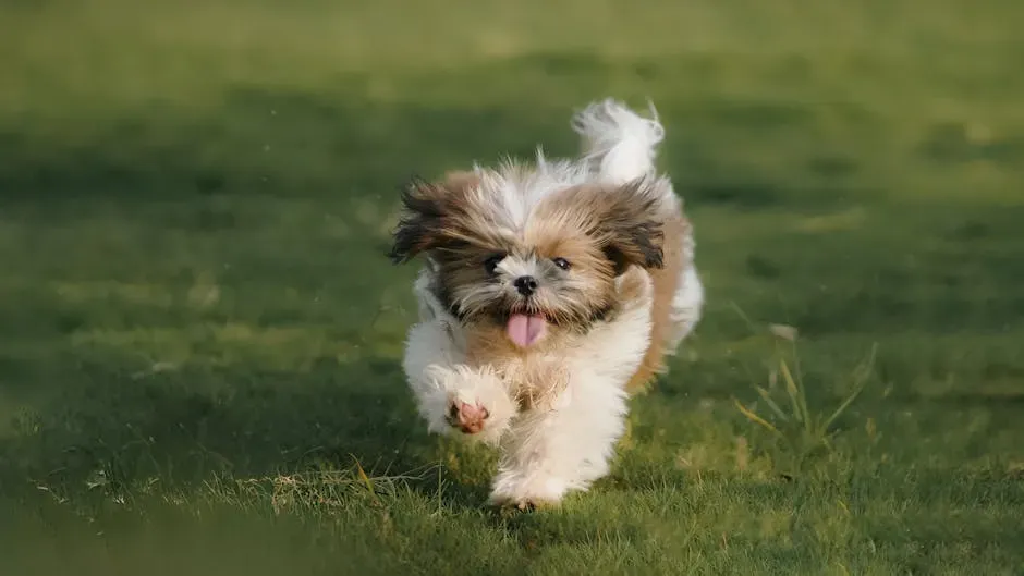 #11: Shih Tzu - Calm, Content, and Built for Indoor Living (Image Credits: Pexels)