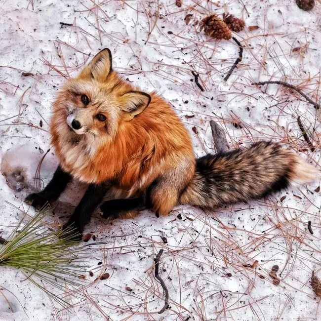 10. Their Tails Are Multifunctional Tools, Not Just Decorations (Image Credits: Pexels)