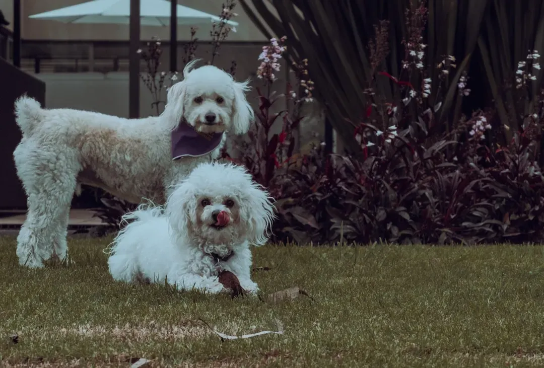 Maltese (Image Credits: Unsplash)