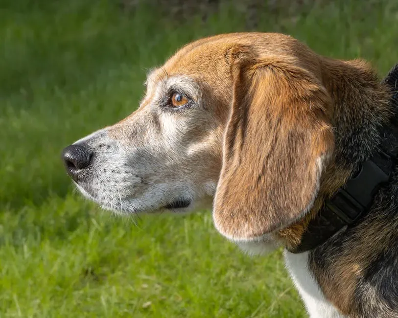 #7: Beagle - Cheerful, Healthy, and Genuinely Affordable (Image Credits: Pexels)