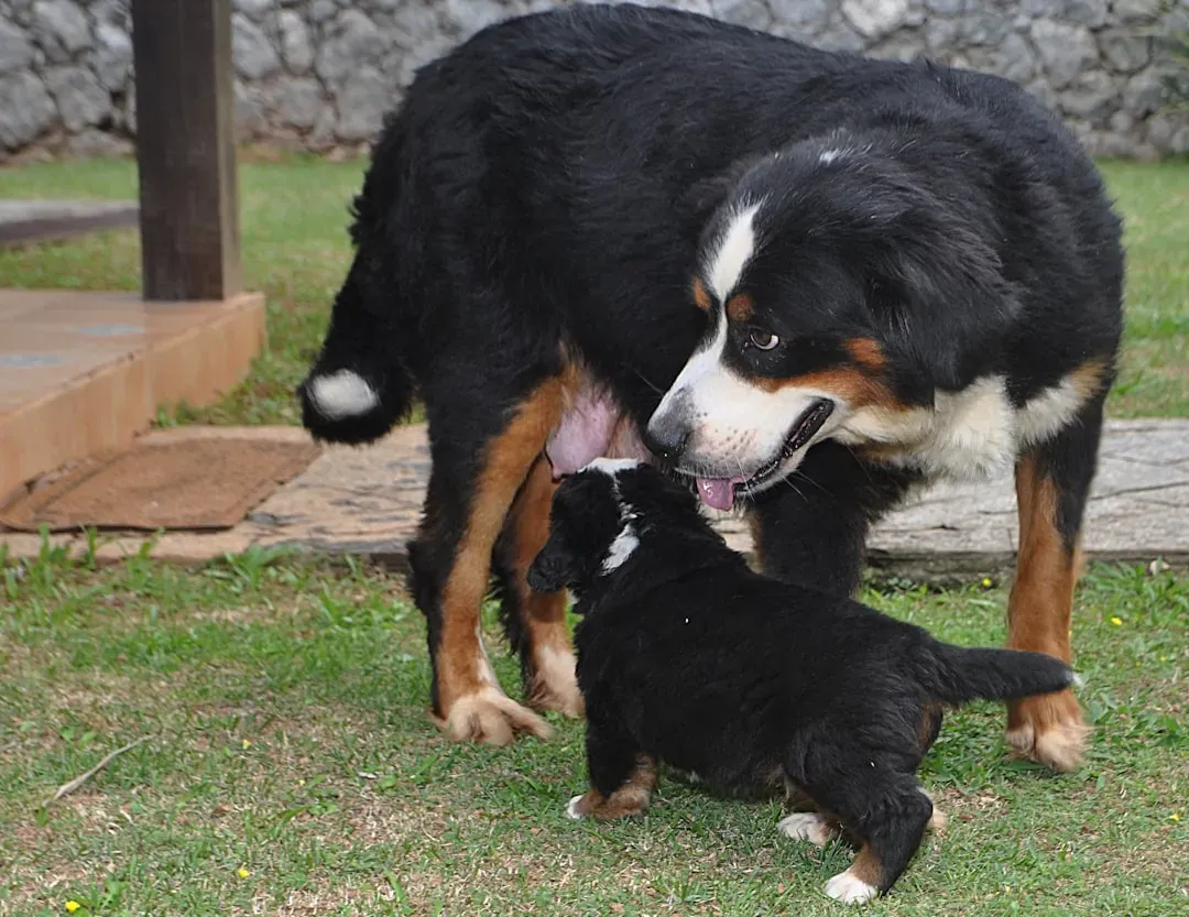 5. Bernese Mountain Dog: The Gentle Giant Hugger (Image Credits: Unsplash)