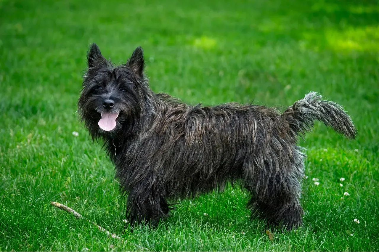 Cairn Terrier: The Determined Digger (Image Credits: Pixabay)