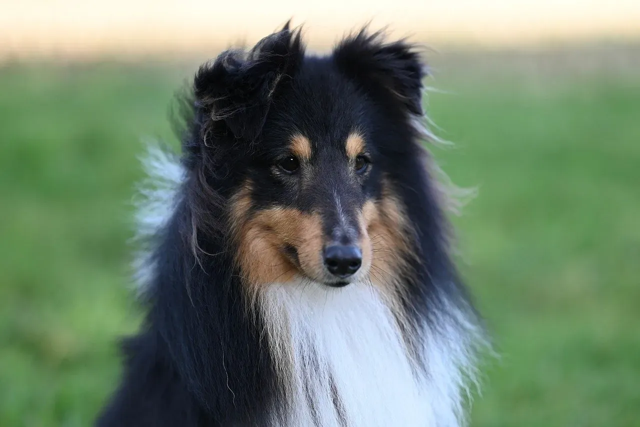 Breed Matters: Some Dogs Are Hardwired to Stay Close (Image Credits: Pixabay)