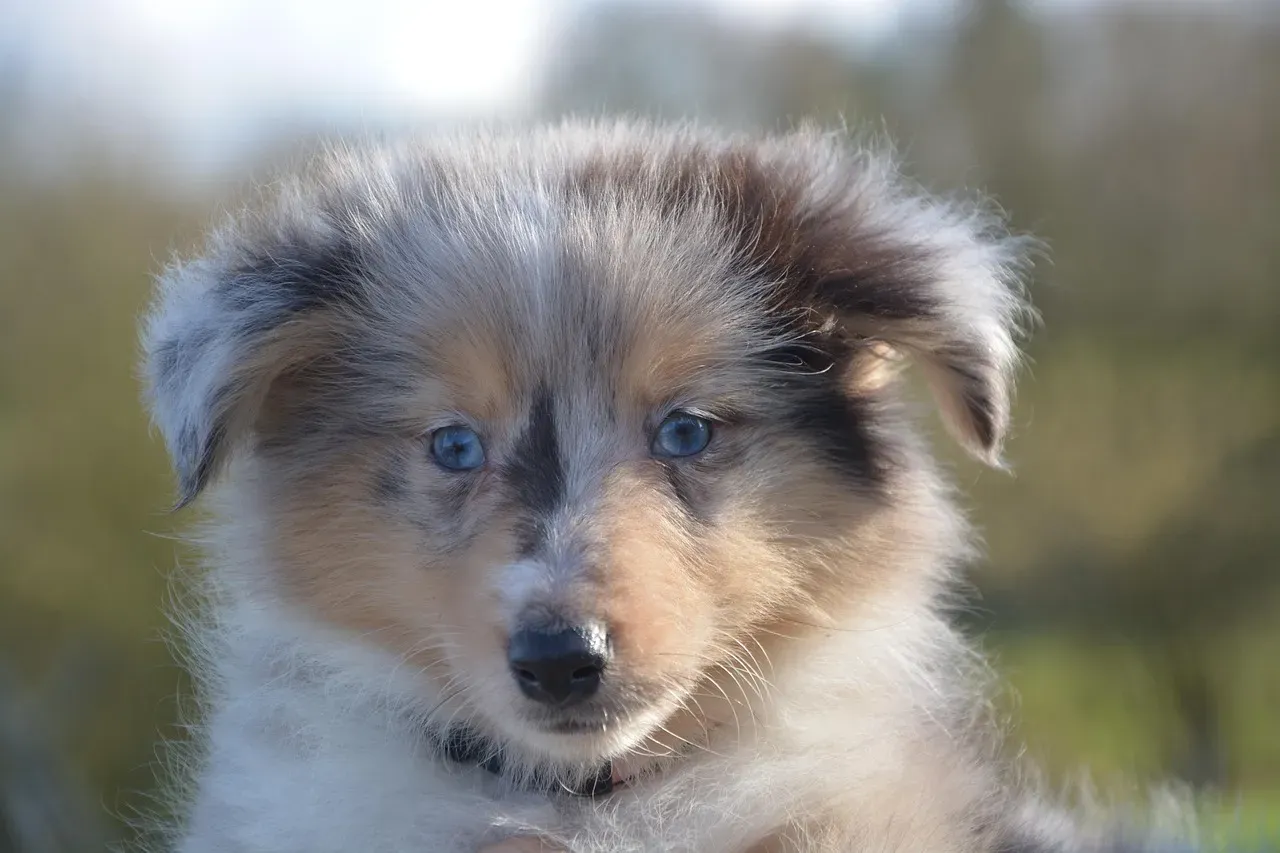 13. Shetland Sheepdog - Small Frame, Giant Emotional Intelligence (Image Credits: Pixabay)