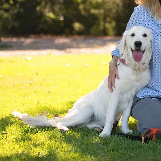 Paw-sitive Steps Start Today (Image Credits: Flickr)