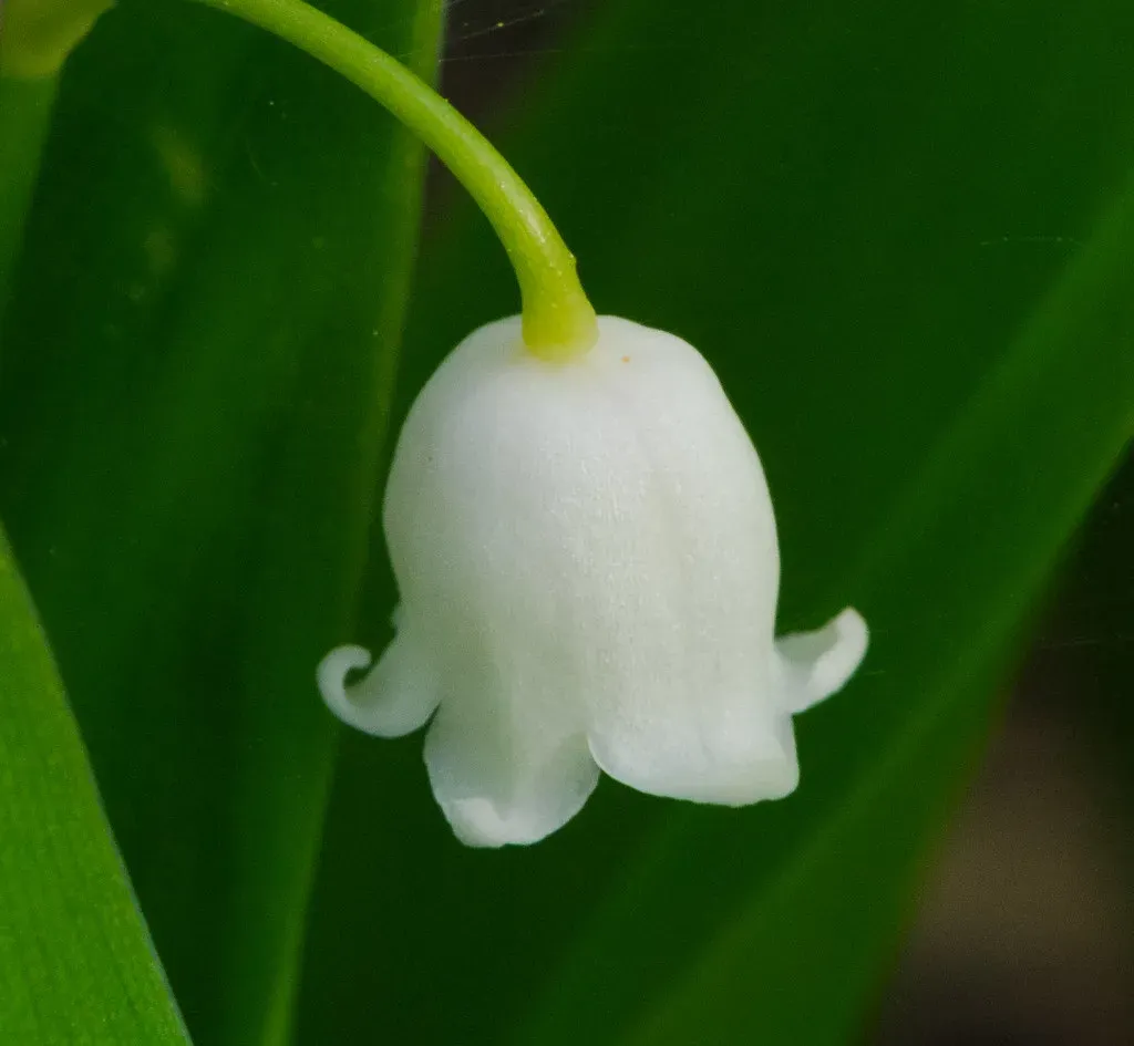 9. Lily of the Valley: Small Flowers, Major Consequences (wackybadger, Flickr, CC BY-SA 2.0)