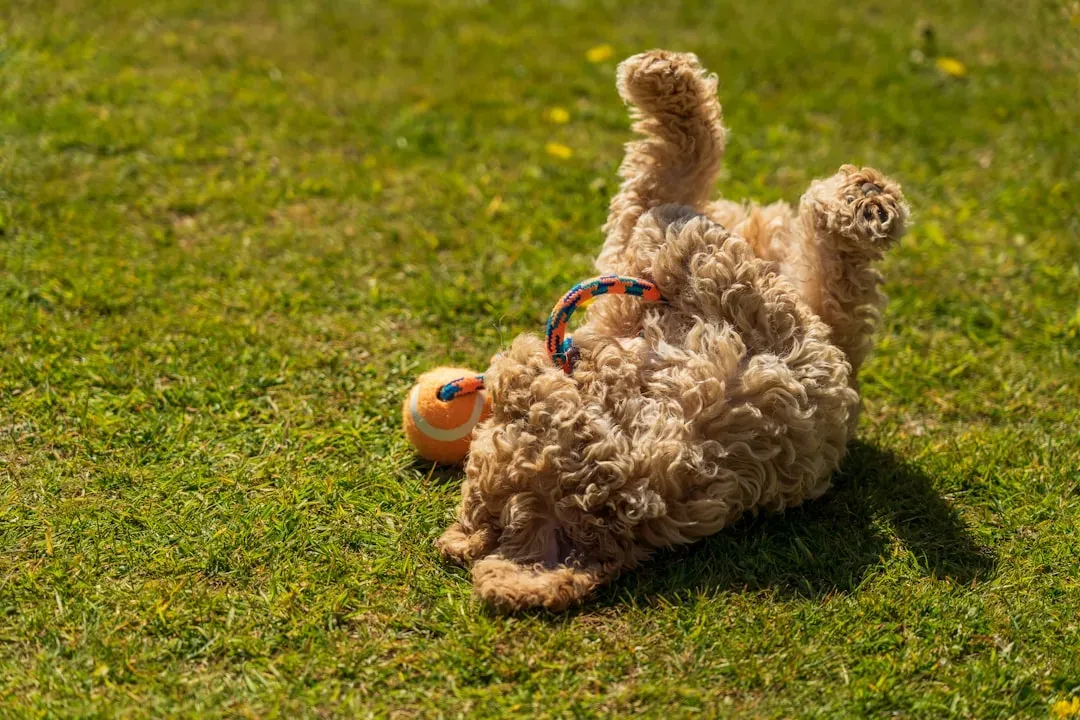 8. Eating, Chewing, And Playing Calmly In Your Presence (Image Credits: Unsplash)