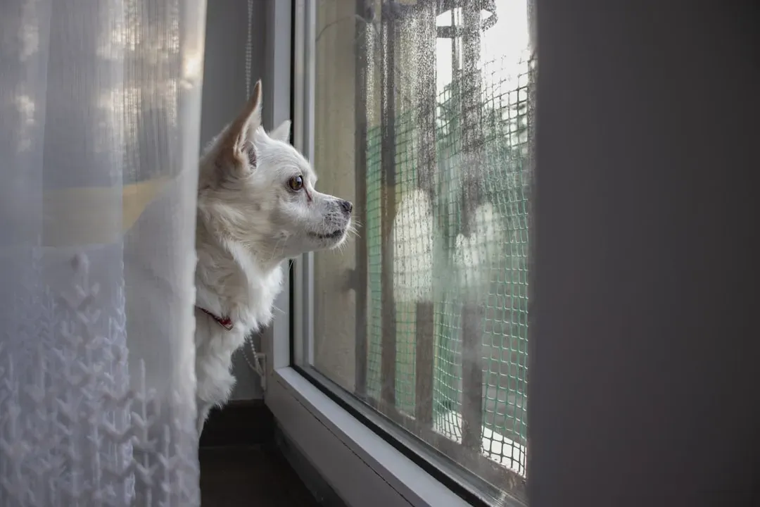 Waiting by the Window at a Certain Angle (Image Credits: Unsplash)